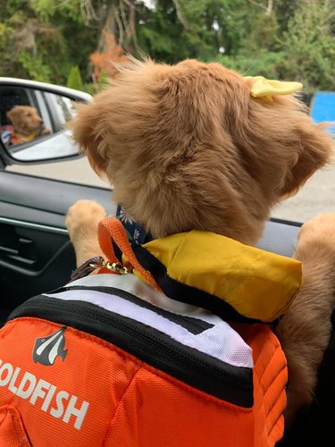 golden retriever with a backpack and looking out a car window