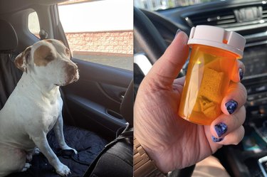 drive thru pharmacy gives dog dogbone in prescription jar