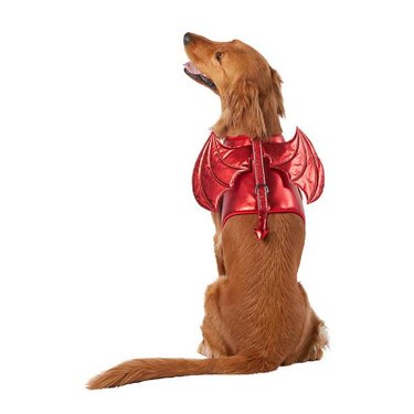 A brown dog wearing a Thrills & Chills™ Halloween Devil Costume Vest Dog Harness