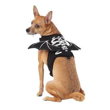 A small brown dog in a Thrills & Chills™ Halloween Bat Skull Costume