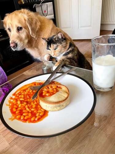 cat stealing food from plate while dog looks on.