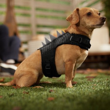 Chihuahua wearing black harness with a scaly texture and gray dinosaur spikes along the spine.