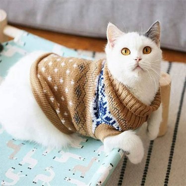 A white cat in a brown and blue Canopy Cat Clothes Sweater for Kittens