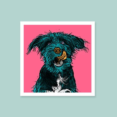 pop art dog portrait