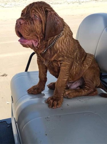 Wet, wrinkly dog at the beach