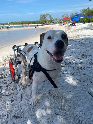 Dog with wheelchair on sandy beach