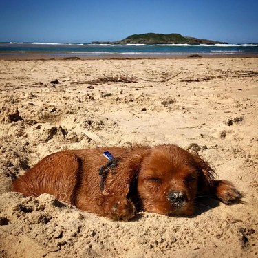 Puppy sleeping on sandy beach