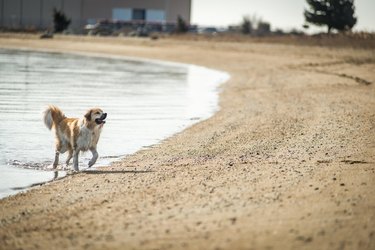 Dog walking out of water onto beach