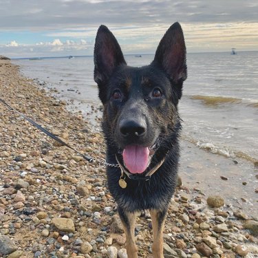 German Shepherd mix on rocky beach