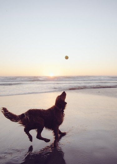 Golden Retriever on beach silhouetted by sunset looking at tennis ball in the air