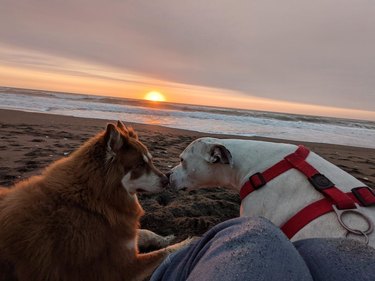 Two dogs touching noses on beach at sunset