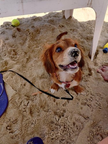 Puppy on beach with sand on his nose