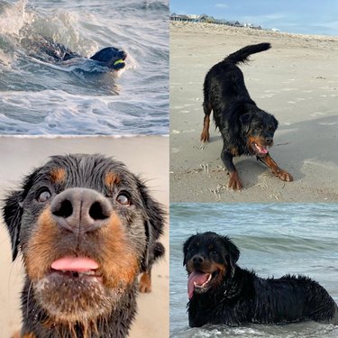 Rottweiler enjoying the beach