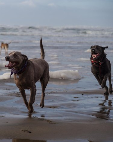 Two dogs running on the beach