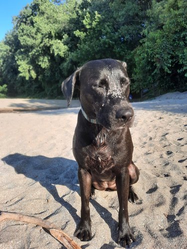 Dog with eyes closed sitting on sandy beach