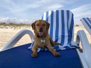 Small dog sitting on beach chair