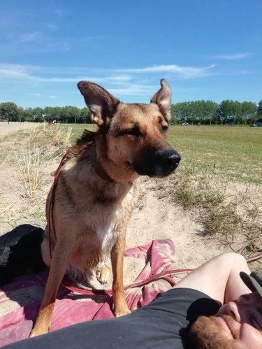 Damp German Shepherd sitting on sandy beach towel.