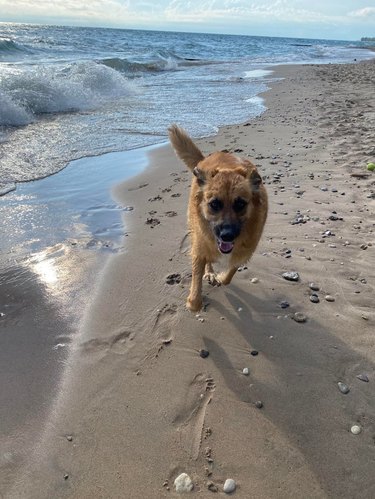 Dog running along shoreline