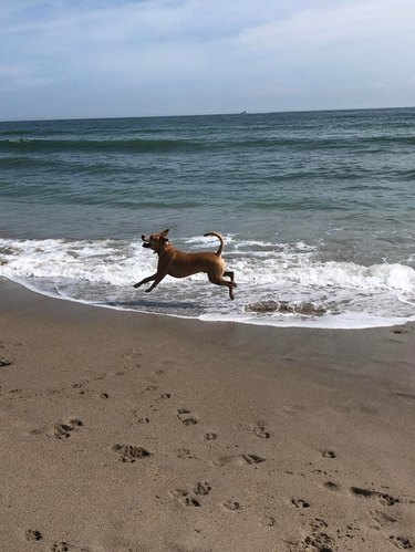 Dog running along shoreline