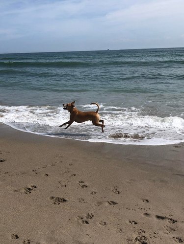 22 Dogs Having The Perfect Beach Day | Cuteness