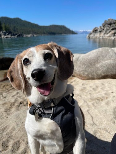 Happy Beagle at a lake