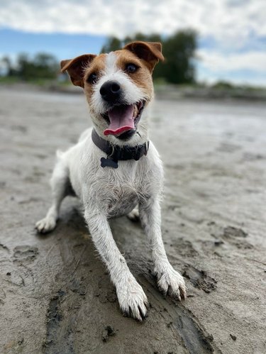 Jack Russell Terrier at the beach waiting for a ball to be thrown