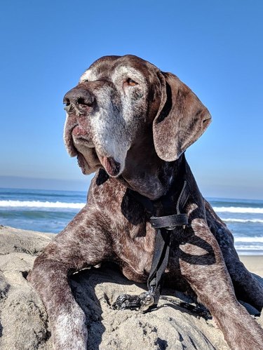 Old Great Dane laying on sandy beach