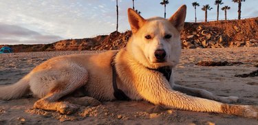 Dog laying on sandy beach at sunset