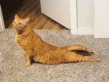 cat stretches back with yoga move
