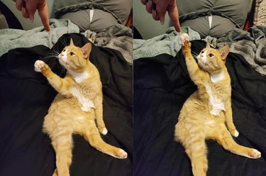 cat extends paw to a human finger and looks like Renaissance painting