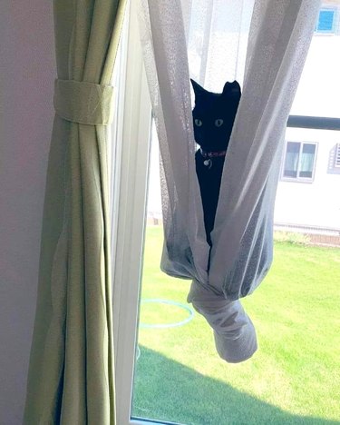 black cat sitting in tied up curtains