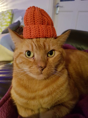 cat wearing an orange hat wants to talk to you about sourdough recipes