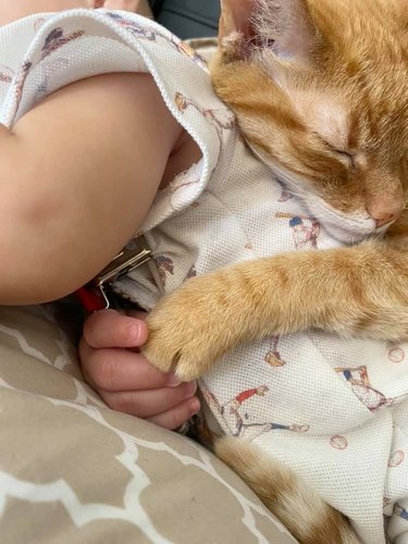 orange cat cuddles human baby