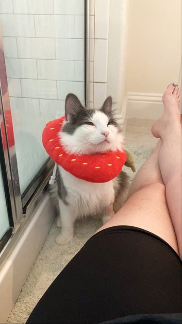 cat squinting as a result of getting neutered