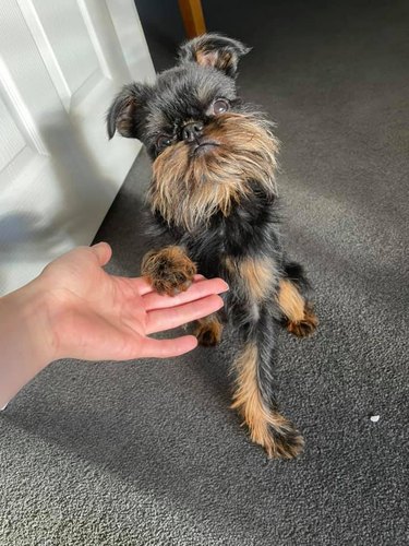 dog puts paw in human's hand