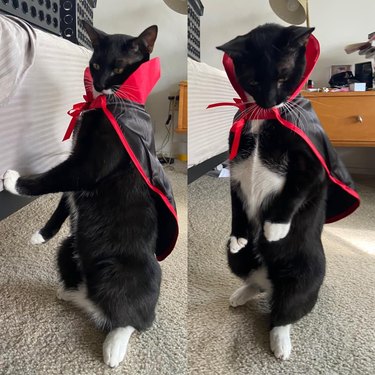 cat dressed as dracula for Halloween