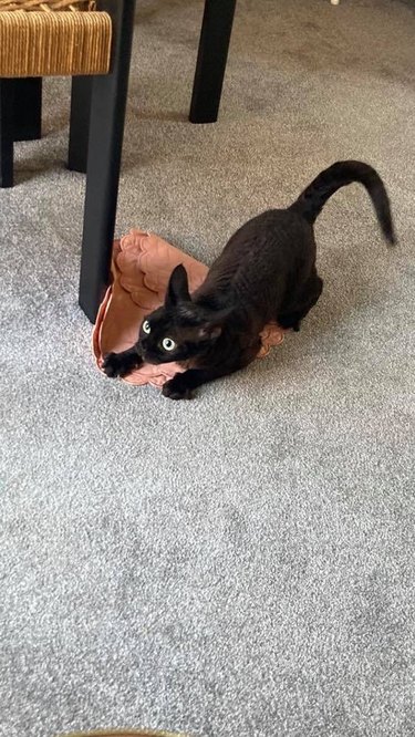 black cat looks like dragon
