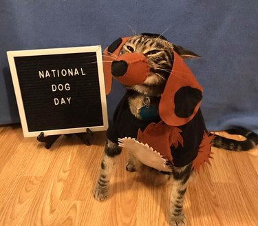 cat costumed as dog