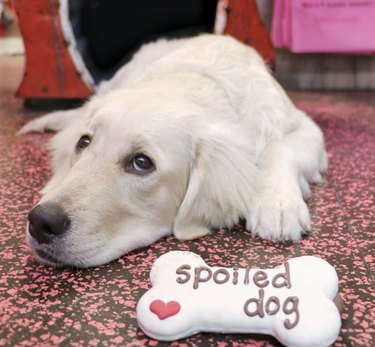 a dog lying next to a cookie that says "spoiled dog".