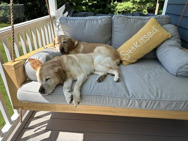 two dogs lying on a cushioned swing.