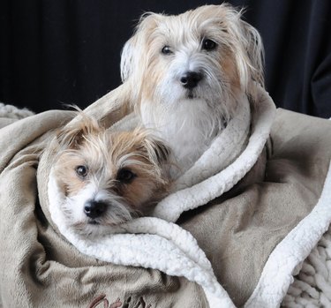 two dogs nestled inside a plush blanket.