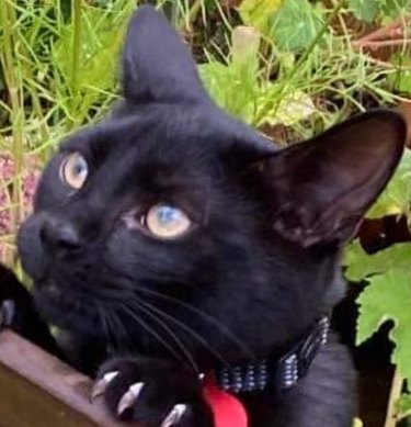 closeup of a cat's face while they are holding onto a garden chair.