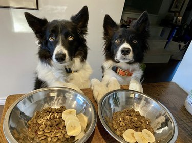 two dogs seated before bowls of food.