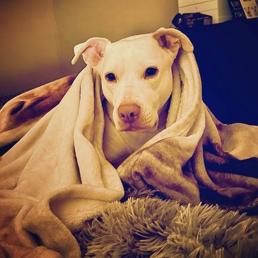 a dog looking cozy inside a blanket.