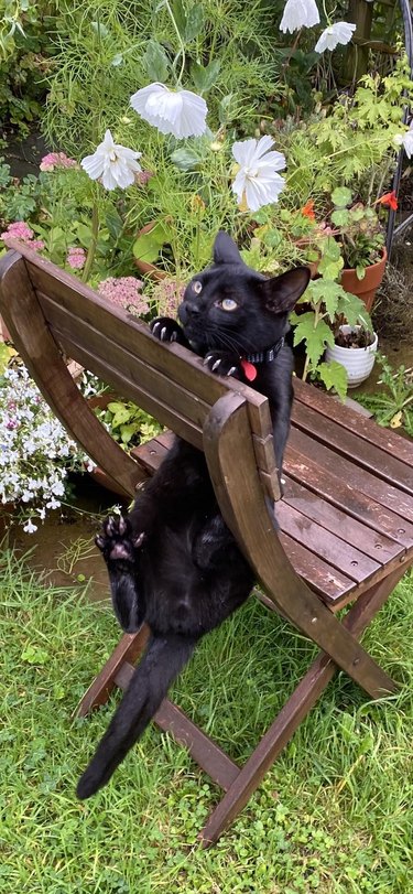 cat confused and holding onto a garden chair.