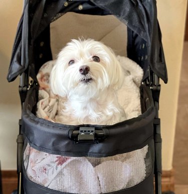 a maltese dog sitting inside a stroller.