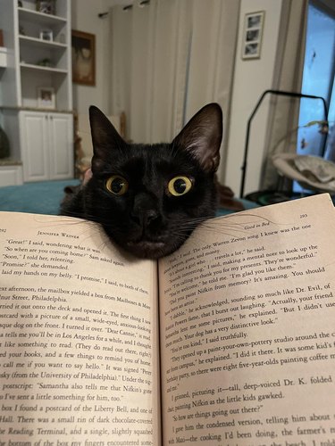 black cat peers over person's book.
