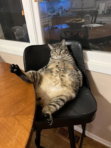 cat sits on chair with one leg on table.
