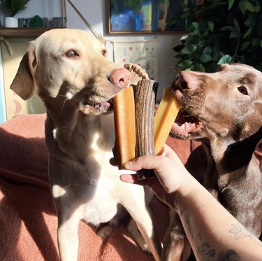 two dogs licking antler chews and treats.