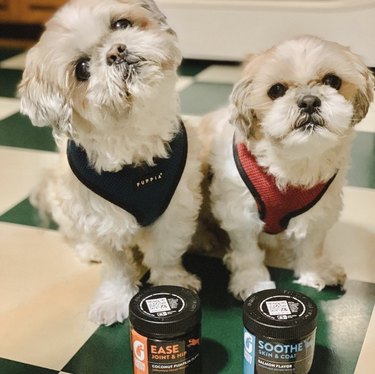 two dogs seated before their very own supplement jars.